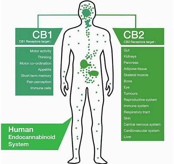CBD Oil - Pure 5000 mg, Broad-Spectrum, THC-Free, Rapid-Absorption - Ends Feb. 4th